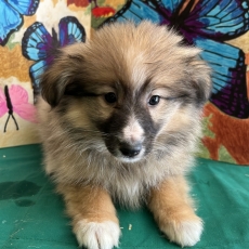 Colley Shetland chiot vendu 950 €