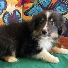 Colley Shetland chiot vendu 950 €