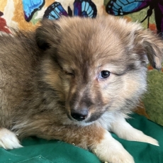 Chiot Colley Shetland à adopter au prix de 950 €