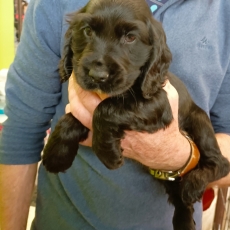 Cocker Anglais Spaniel chiot vendu 1500 €