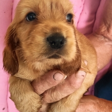 Cette petite femelle Cocker Anglais Spaniel propos�e � l'achat est n�e le 14/07/2026.