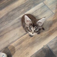 Cette petite femelle Maine Coon proposée à l'achat est née le 03/06/2026.