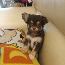 Adoption chiot Chihuahua au prix de 1300 €