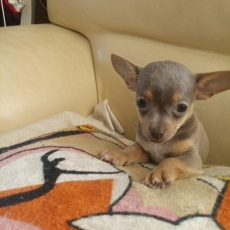 Chiot Chihuahua à adopter au prix de 1300 €