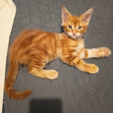 Maine Coon chaton vendu 900 €