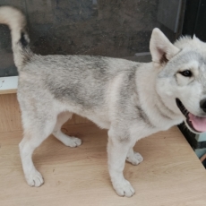 Acheter Husky Sibérien bébé pour 750 €