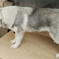 Husky Sibérien chiot vendu 750 €