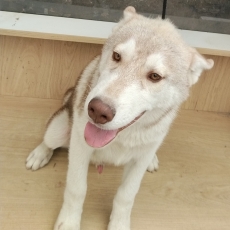 Acheter Husky Sibérien bébé pour 750 €