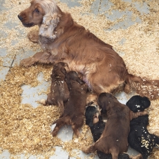 Adoption chiot Cocker Anglais Spaniel au prix de 1700 €