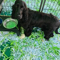 Chiot Cocker Anglais Spaniel � vendre au prix de 800 � vaccin� et identifi�.
