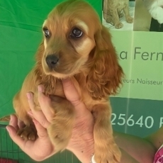 Cette petite femelle Cocker Anglais Spaniel proposée à l'achat est née le 25/05/2026.
