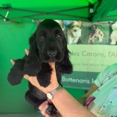 Chiot Cocker Anglais Spaniel à adopter au prix de 1600 €