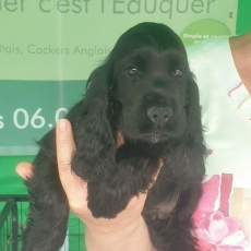 Ce petite m�le Cocker Anglais Spaniel propos� � l'achat est n� le 11/06/2026.