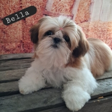 Acheter Shih Tzu bébé pour 1860 €