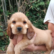 Cette petite femelle Cocker Anglais Spaniel propos�e � l'achat est n�e le 11/06/2026.