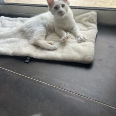 Adoption chaton Maine Coon au prix de 990 €