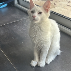 Acheter Maine Coon bébé pour 990 €