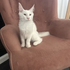 Acheter Maine Coon bébé pour 990 €