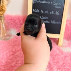 Chihuahua chiot vendu 1110 €