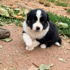 Berger américain miniature chiot vendu 1160 €