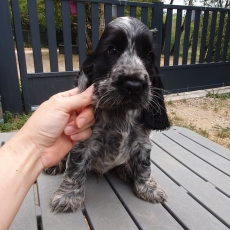 Acheter Cocker Anglais Spaniel bébé pour 1600 €
