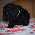 Caniche Nain disponible dans la Vienne