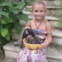 Chiot Lagotto romagnolo de race – prix 1800 €.