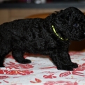 Chien Caniche Nain proposé par l’élevage Zadatis.