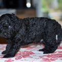 Chiot Caniche Nain sans pedigree  en région Nouvelle-Aquitaine.