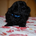 Chiot Caniche Nain sans pedigree  en région Nouvelle-Aquitaine.