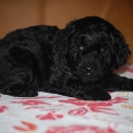 Caniche Nain disponible dans la Vienne
