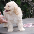 Chien Caniche Nain proposé par l’élevage Zadatis.