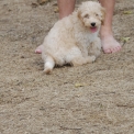Chien Caniche Nain proposé par l’élevage Zadatis.
