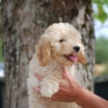 Chiot Caniche Nain � vendre au prix de 1200 � vaccin� et identifi�.