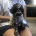 Adoption chiot Lagotto romagnolo au prix de 1800 €