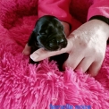 Chiot Cocker Anglais Spaniel sans pedigree � prix 1600 �.