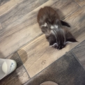 Chaton Maine Coon sans pedigree – prix 950 €.
