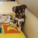 Chihuahua disponible dans le Loiret