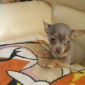 Chiot Chihuahua sans pedigree – prix 1300 €.