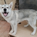 Chiot Husky Sibérien de race  en région Nouvelle-Aquitaine.