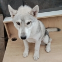 Husky Sibérien disponible dans les Deux-Sèvres
