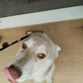 Chiot Husky Sibérien de race – prix 650 €.