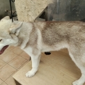 Chiot Husky Sibérien de race  en région Nouvelle-Aquitaine.