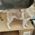 Husky Sibérien disponible dans les Deux-Sèvres