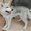 Chiot Husky Sibérien de race  en région Nouvelle-Aquitaine.