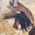Chiot Cocker Anglais Spaniel sans pedigree – prix 1700 €.