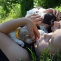 Chien Lagotto romagnolo proposé par l’élevage Domaine de Blacher.