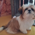 Shih Tzu disponible dans l'Orne