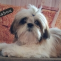 Chiot Shih Tzu de race  en région Normandie.