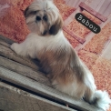 Chiot Shih Tzu de race  en région Normandie.